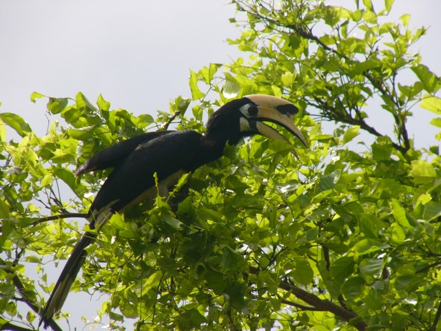 Ko Phanak Hornbill taken in MY 2